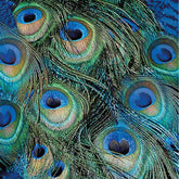 Ambiente Napkin 33 x 33 CM Peacock Feathers Set of 20